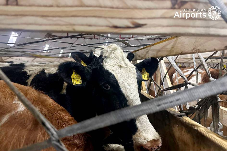 Toshkentga Belgiyadan 93 tonna tirik qoramol olib kelindi