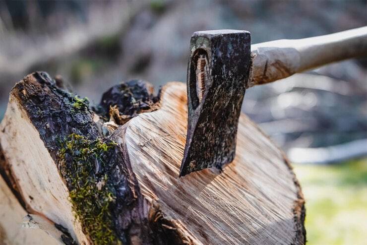 Қашқадарёда дарахтларни кесиб ташлаган ва шикастлантирганлар табиатга 609 млн сўмдан ортиқ зарар етказди