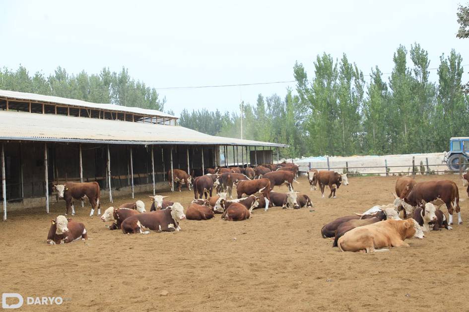 O‘zbekistonda Fransiya tajribasi asosida chorvachilik xo‘jaliklari tashkil etiladi 