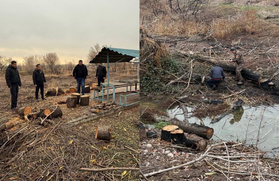 В Ташкентской области незаконно вырубили 24 дерева