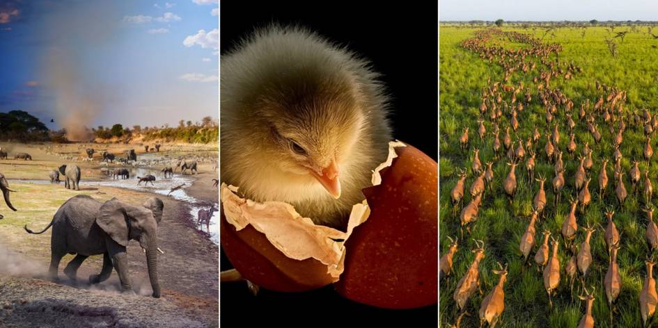 National Geographic 2025-yilning eng yaxshi fotosuratlarini e’lon qildi