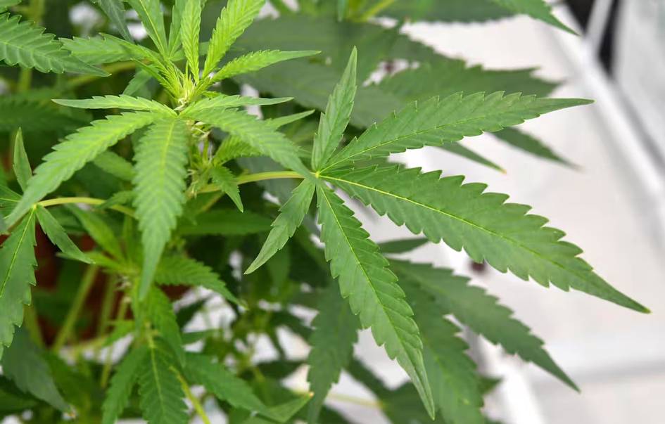 Oʻzbekistonda 11 oyda qancha odam taqiqlangan oʻsimliklarni yetishtirgani uchun qamalgani ochiqlandi