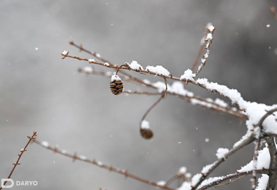 O‘zbekistonning qator hududlarida 18-dekabr kuni qor yog‘adi
