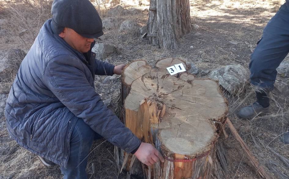 Boysunda koʻmir qazib olish jarayonida daraxtlar kesib tashlandi
