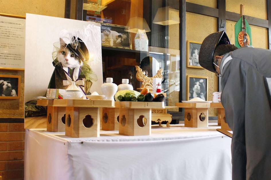 Yaponiyada temiryo‘l stansiyasi boshlig‘i bo‘lgan mushukning dafn marosimiga 500 dan ortiq kishi tashrif buyurdi