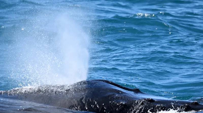Арктика китларида ҳалокатли вирус аниқланди