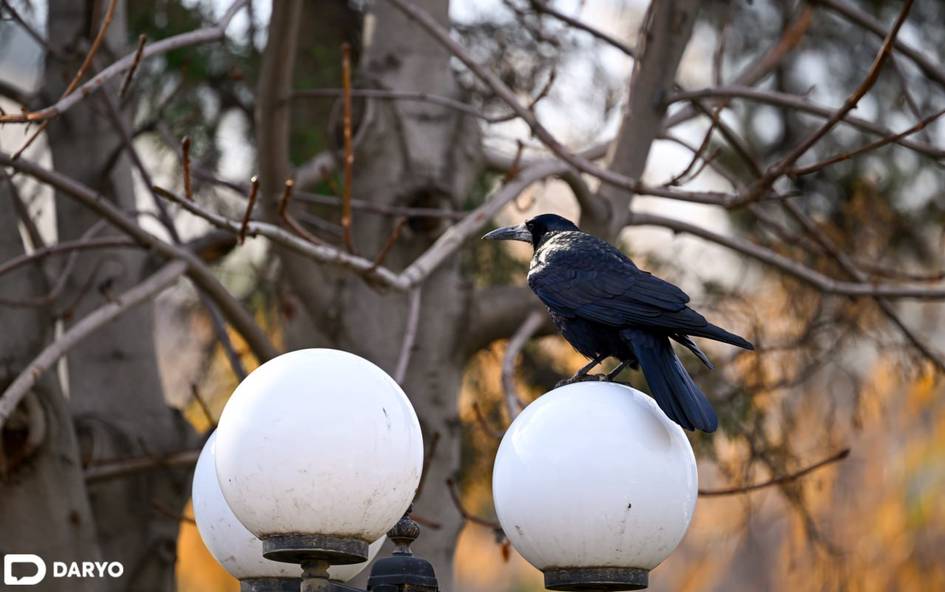 Ўзбекистонда ҳаво ҳарорати кўтарилиши кутилмоқда