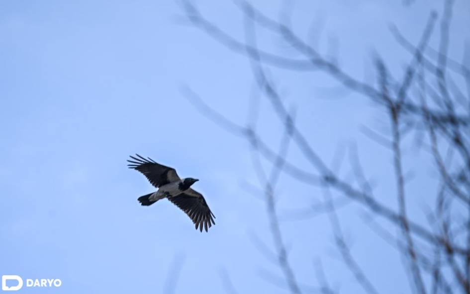 “Ўзгидромет” 24 декабрда қандай об-ҳаво бўлишини маълум қилди
