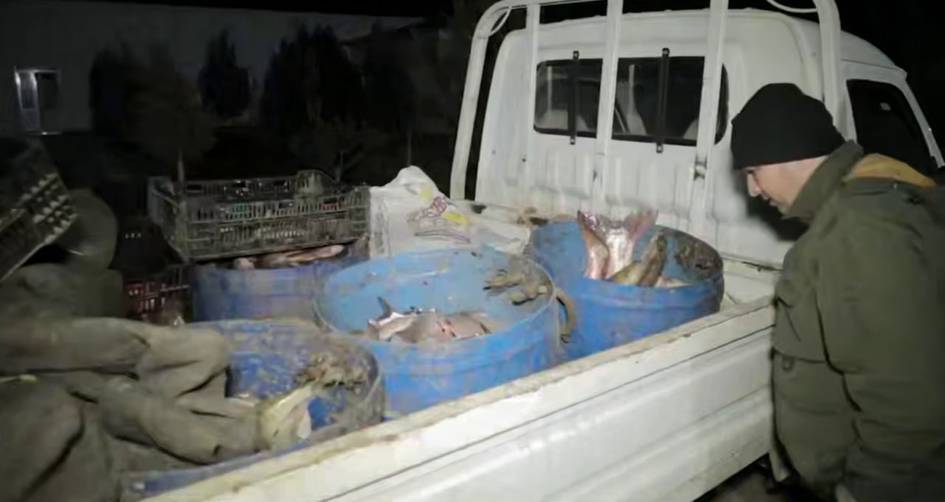 Navoiyda noqonuniy baliq ovlaganlar tabiatga 680 mln soʻmdan ortiq zarar yetkazdi