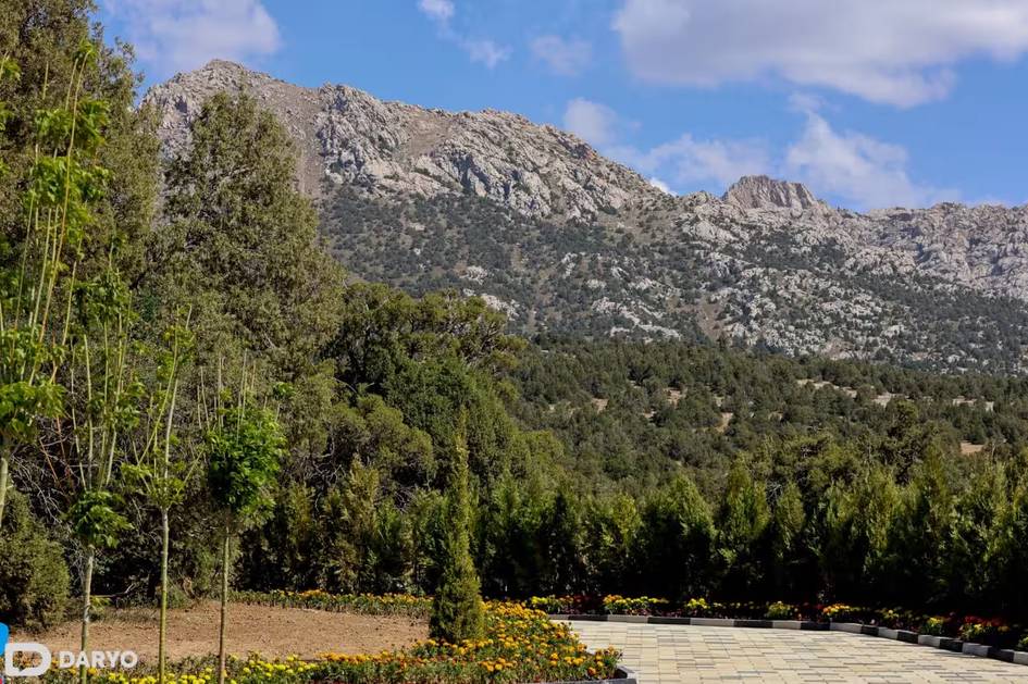 O‘zbekistonda o‘rmonlar maydoni 4,7 mln gektarga yetdi