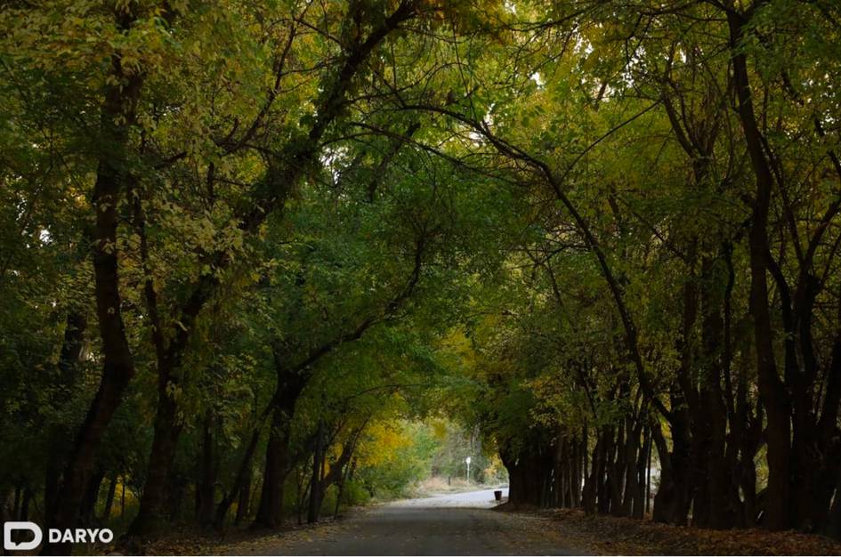 Uzbekistan restores 150,700 hectares bringing total forest cover to 4.7mn hectares