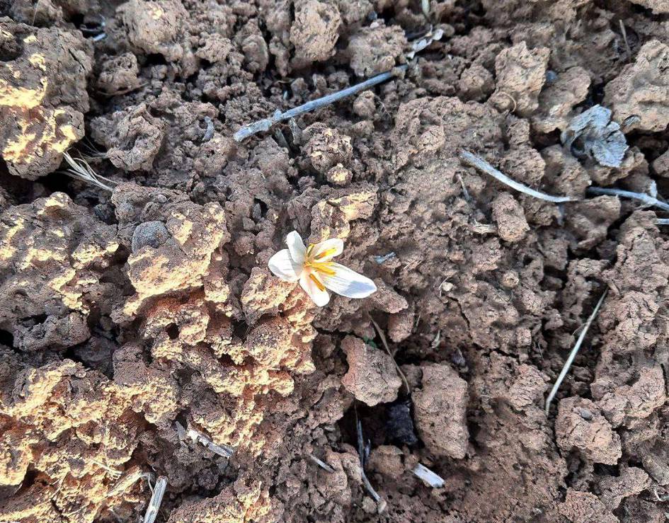 Surxondaryoda boychechak gulladi