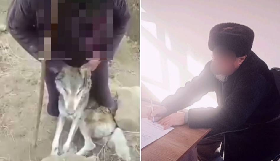 Сурхондарёда қўйларига ҳужум қилган бўрини ўлдирган фуқаро жаримага тортилди