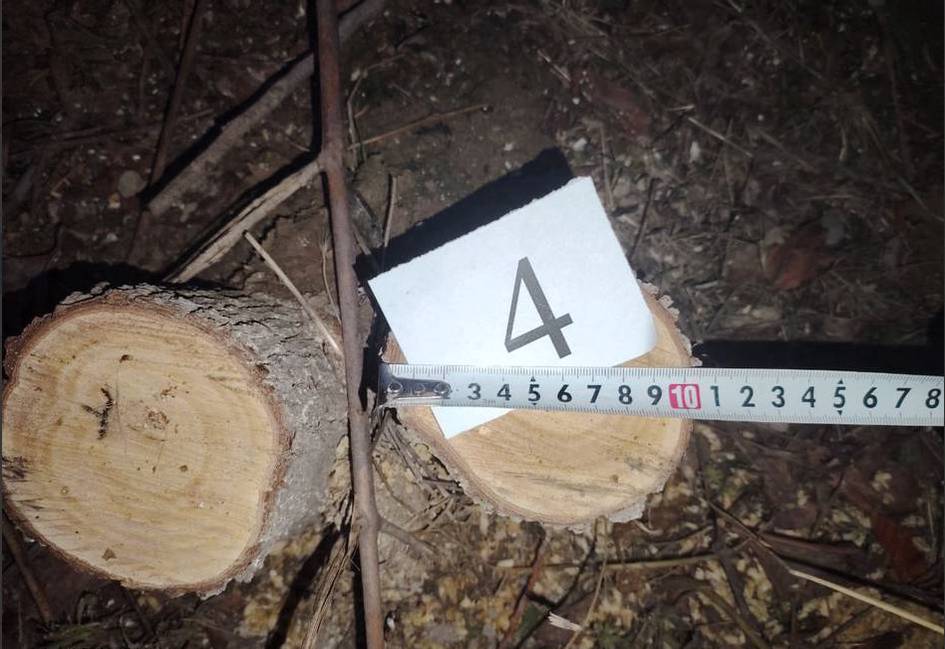 Samarqandda ruxsatsiz daraxtlar kesgan fuqaro 25 mln so‘m to‘laydigan bo‘ldi