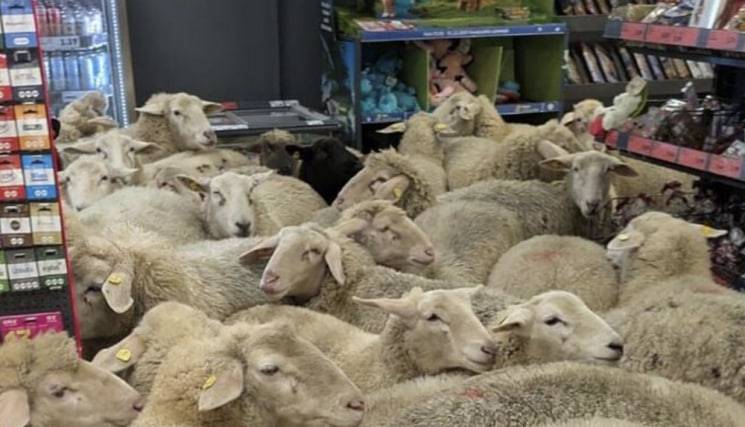 Германияда 50 бош қўй сурувдан ажралиб, дўконга кирди (видео)