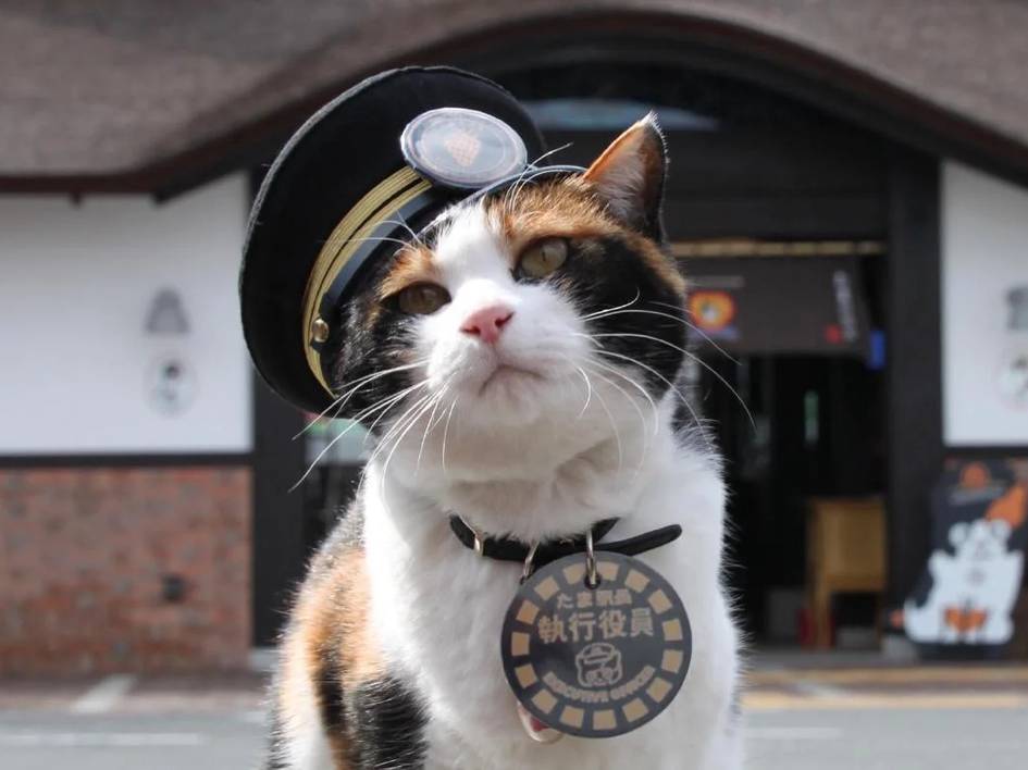 Япониядаги темир йўл станциясига янги мушук бошлиқ тайинланди