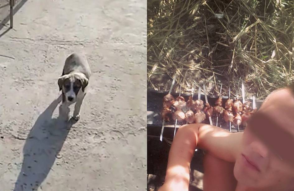 Yangiyo‘lda itlarni go‘shti uchun o‘ldirgan shaxsni jazolash masalasi noma’lum muddatga qoldirildi