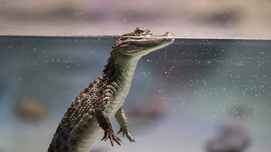 Олимлар океанни бемалол кесиб ўтадиган дунёдаги энг йирик судралиб юрувчини аниқлади