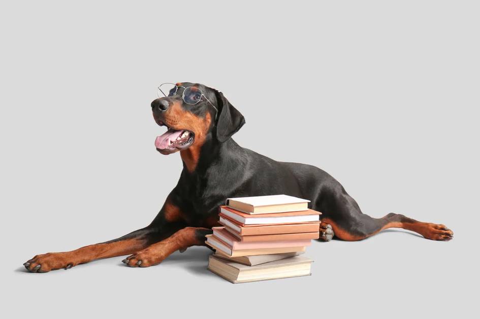 Итлар одамлар суҳбатини эшитиб, янги сўзларни ўрганишга қодир — тадқиқот