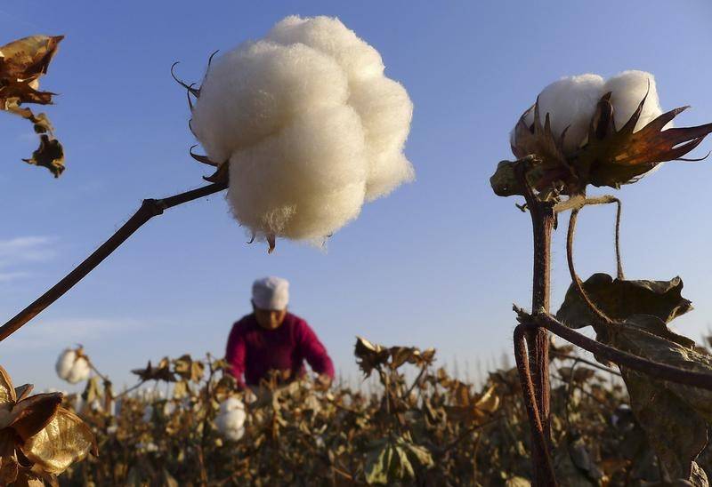 Tajikistan cotton output rises 139,500 tonnes to 392,200 in 2025, exceeding target