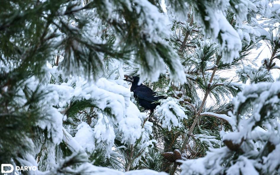 O‘zbekistonda dam olish kunlari qanday ob-havo bo‘ladi? 
