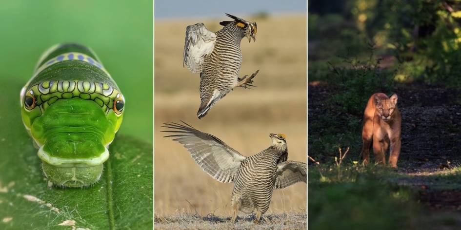 Yovvoyi tabiat go‘zalliklari: Capturing Ecology 2025 tanlovining eng sara suratlari