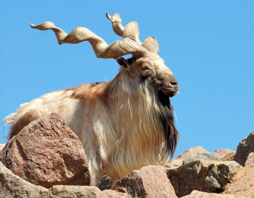 В Сурханском заповеднике растет популяция редких видов животных