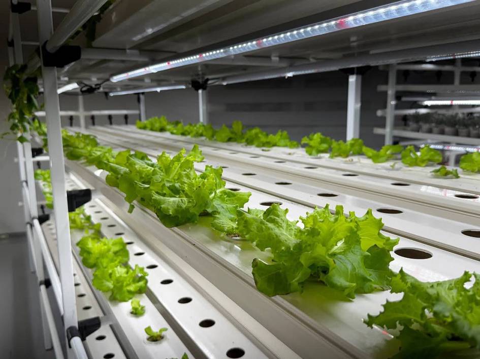 Больше урожая и лучше почва: Узбекский учёный создала уникальные микробные удобрения