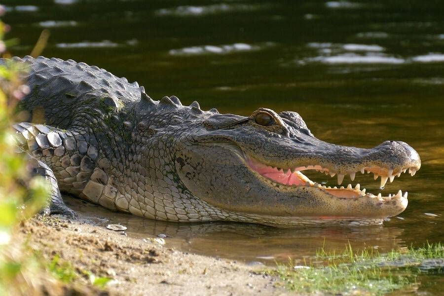 Afrikada fillardan qochayotgan erkakni timsoh g‘ajib tashladi