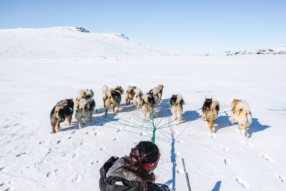 Grenlandiyada it jurnalistlarning kamerasini olib qochib, o‘zini videoga oldi