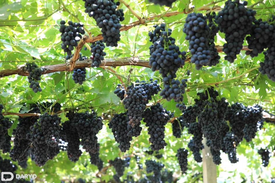 Ўзбекистонда уста деҳқонларга 75 млн сўмгача субсидия берилади