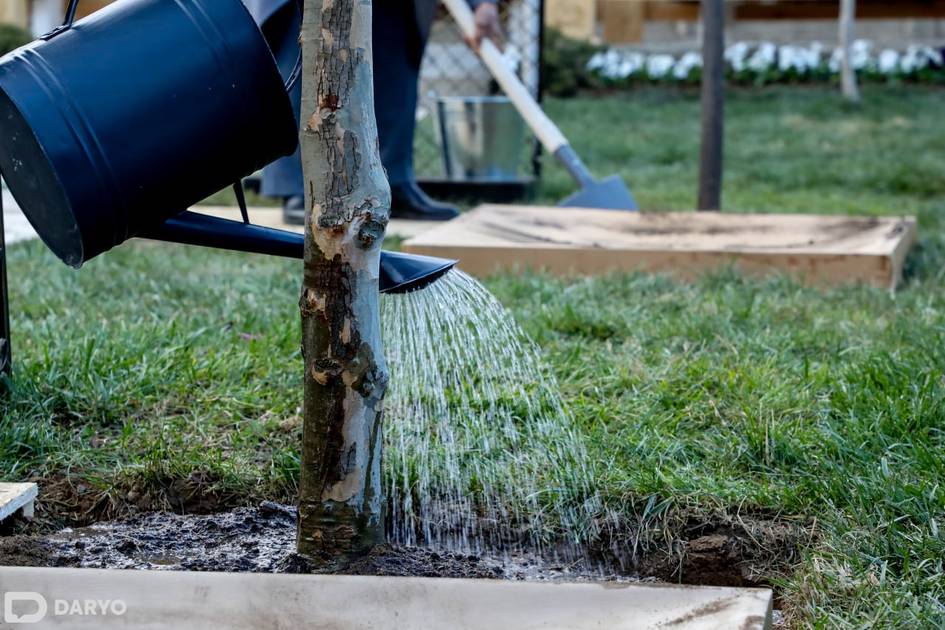 При каком условии жителям многоквартирных домов разрешат поливать деревья в любое время суток