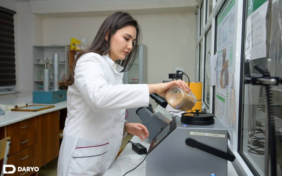 «Вкусный и полезный хлеб — тоже наука»: химик-технолог о разработке безглютенового хлеба в Узбекистане