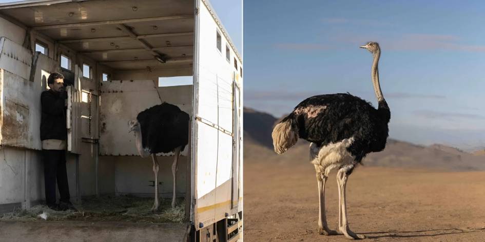 Табиат тикланмоқда: Саудия Арабистонига 100 йил ичида илк марта туяқушлар қайтди