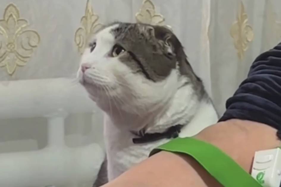 Egasi osma ukol olayotganida uning yonidan ketmagan mushuk ijtimoiy tarmoqlarda mashhur bo‘lib ketdi (video)