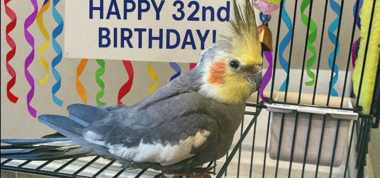 Dunyodagi eng keksa korella to‘tiqushi 33 yoshga to‘ldi (foto)