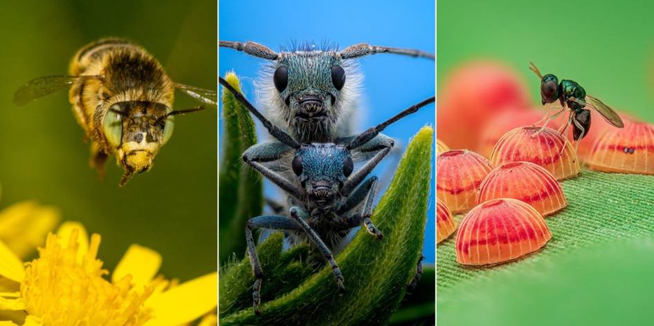 Деталлардаги гўзаллик: 2025 йилнинг энг яхши 14 та макрофотосурати