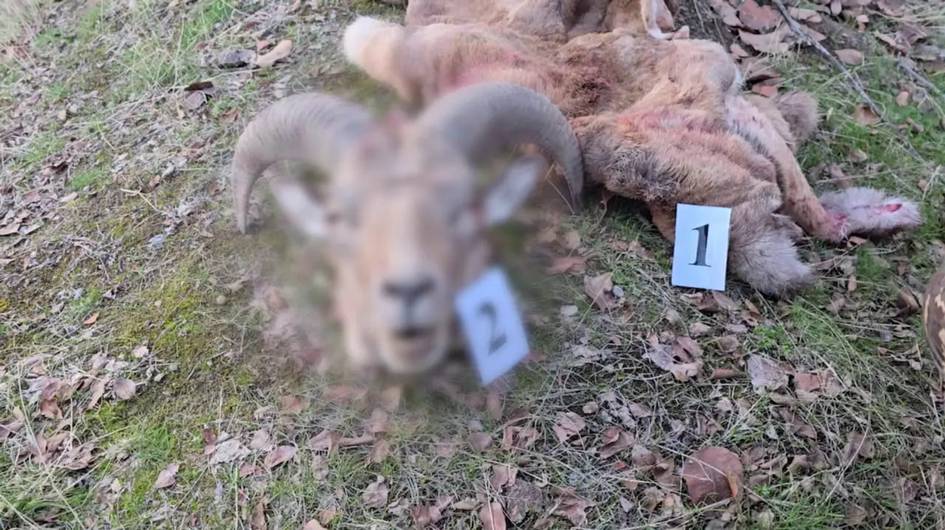 Бухоро тоғ қўйини ноқонуний овлаган фуқаро табиатга 412 млн сўм зарар етказди