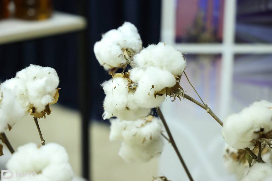 Ўзбекистон санкциялар хавфи сабаб целлюлоза ва пахта момиғи экспорти устидан назоратни кучайтирди