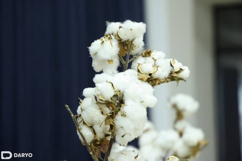 Узбекистан усилил контроль за экспортом целлюлозы и хлопкового пуха из-за санкционных рисков