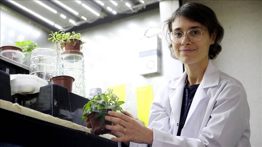 Turkiyalik olimlar Oy va Mars “tuprog‘i”da pomidor yetishtirdi