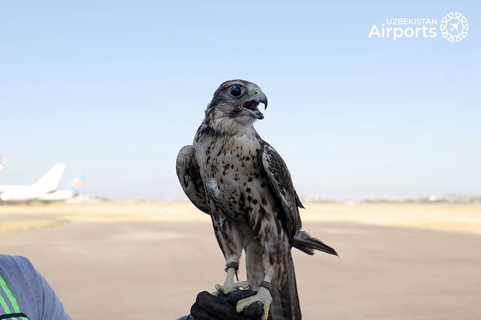 Соколиная служба: зачем в аэропорту Ташкента нужны хищные птицы (видео)
