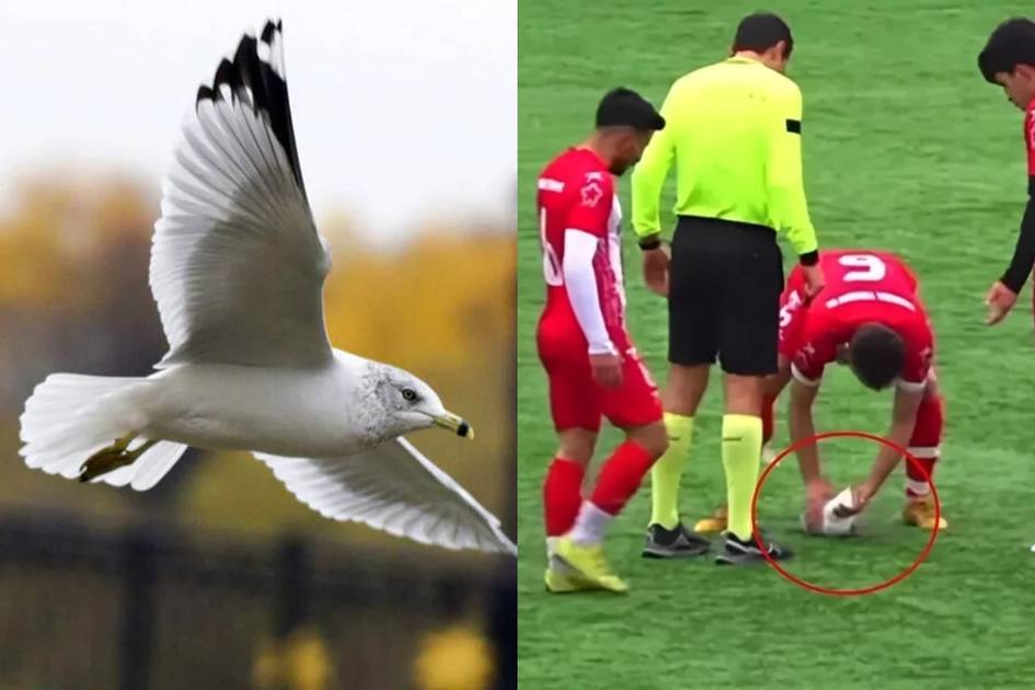 Туркияда футболчи тўп билан уриб туширган чағалайни ҳаётга қайтарди (видео)