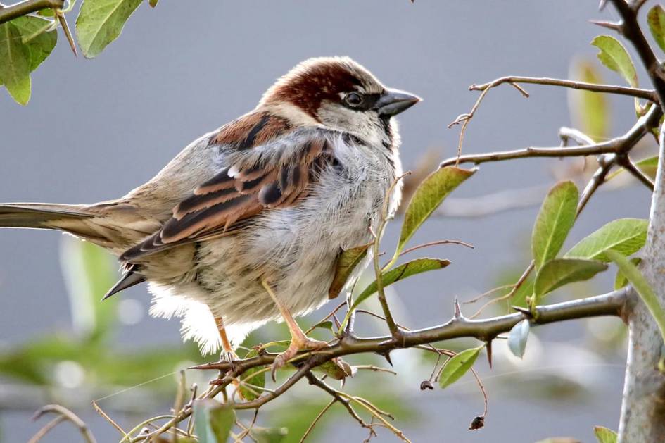 Шаҳарда яшайдиган чумчуқлар фастфуд сабабли семириб кетмоқда