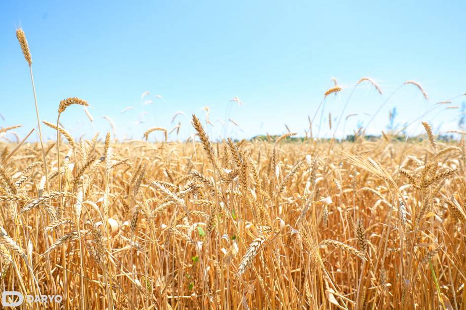 Производство зерна и экспорт муки — показатели Узбекистана в 2025 году