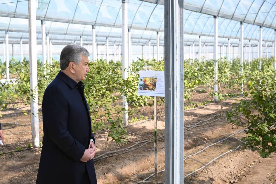 Prezident Surxondaryoda tomorqadan yiliga uch marta hosil olish amaliyoti bilan tanishdi