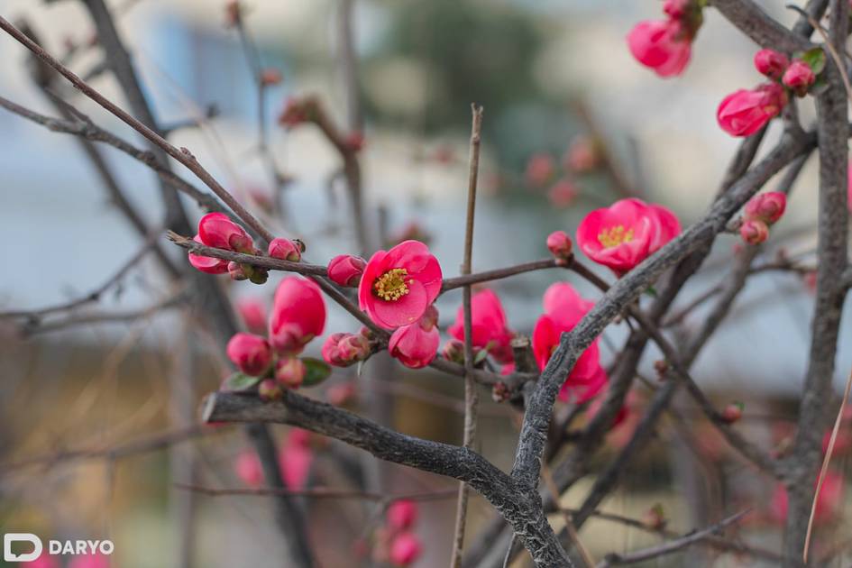 O‘zbekistonda 1-mart kuni 25 darajagacha iliq bo‘ladi
