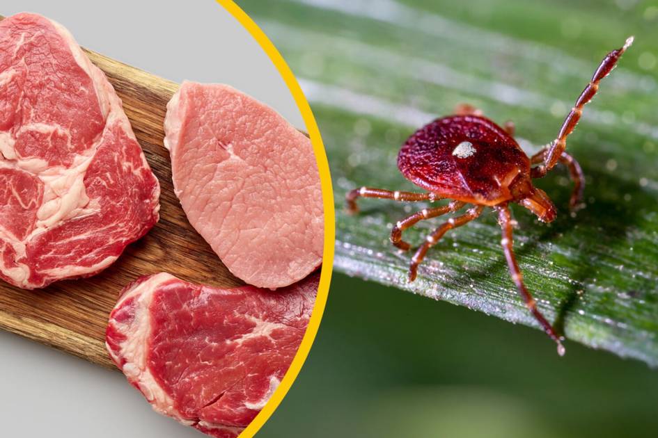 Австралияда илк бор гўштдан аллергия сабаб одам вафот этди