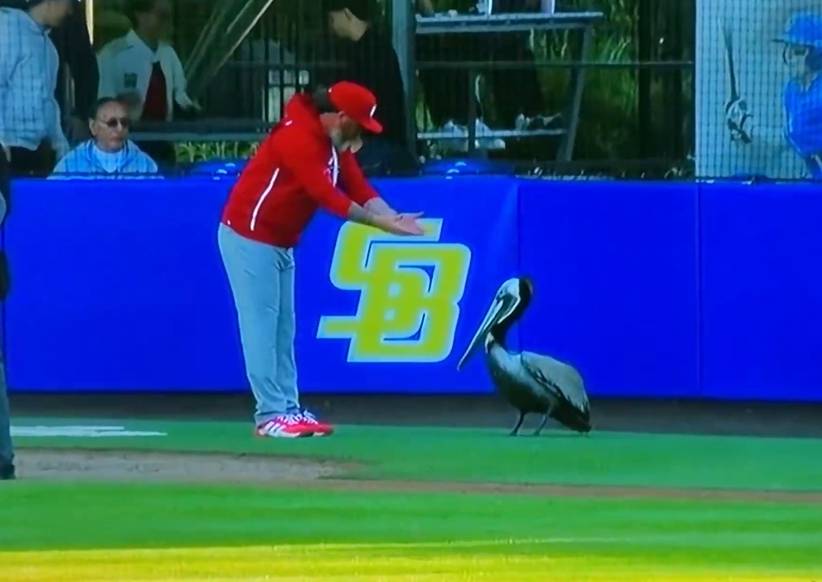 АҚШда бейсбол ўйини сақоқуш сабаб вақтинча тўхтатилди (видео)