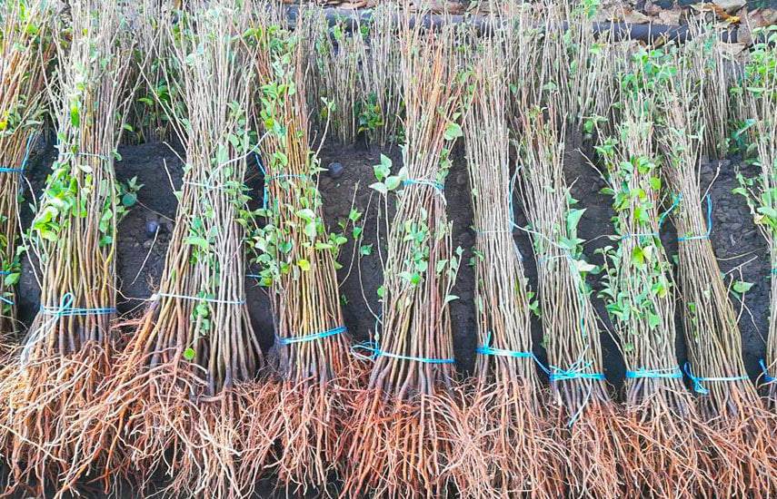 Қирғизистон 80 минг тупдан ортиқ кўчатни Ўзбекистонга қайтариб юборди 